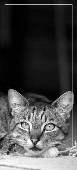 фото "looner" метки: природа, домашние животные