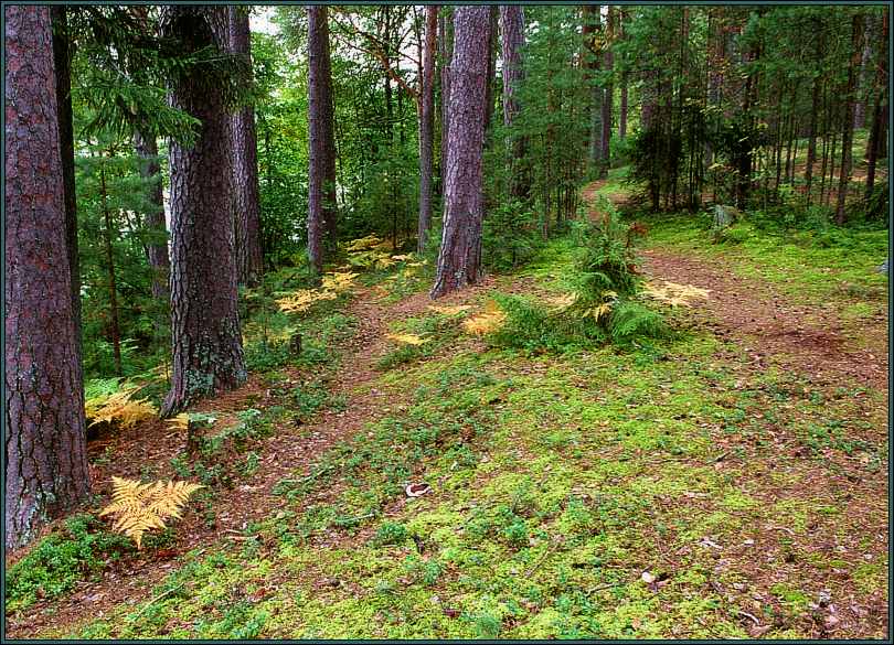 photo "Forest etude" tags: landscape, autumn, forest