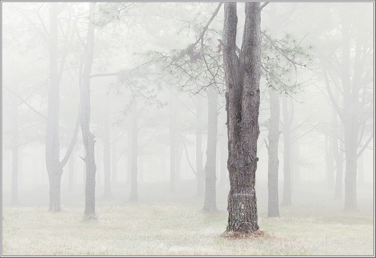 фото "Whispers in the Woods" метки: пейзаж, зима, лес