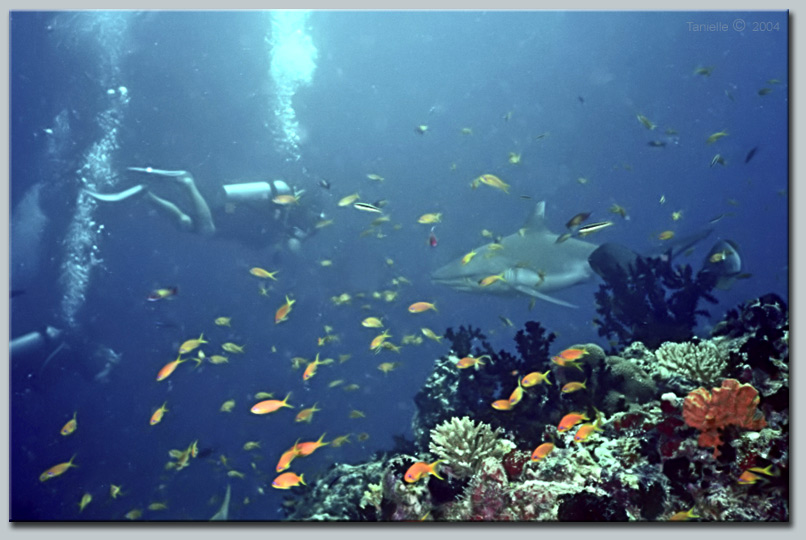 photo "Another meeting in the depth" tags: underwater, travel, 