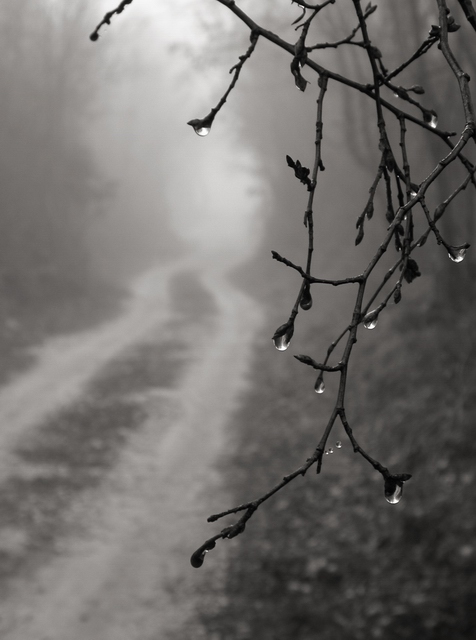 фото "Fog" метки: черно-белые, природа, 