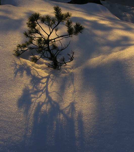photo "shadows on the snow" tags: nature, 