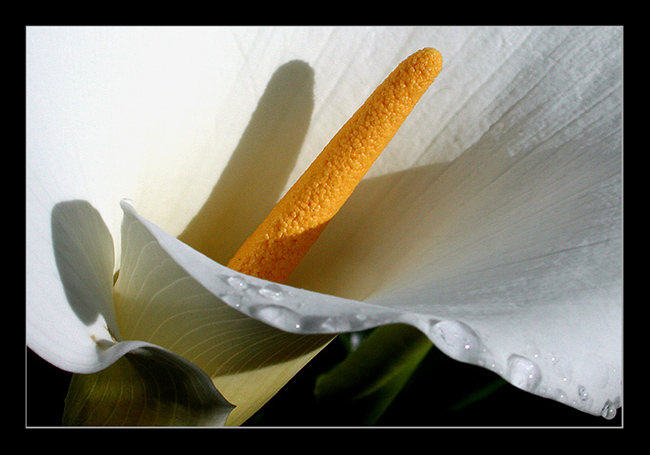 photo "lighting lily" tags: nature, macro and close-up, flowers