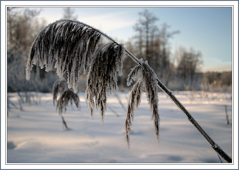 photo "On edge of a swamp" tags: landscape, macro and close-up, winter