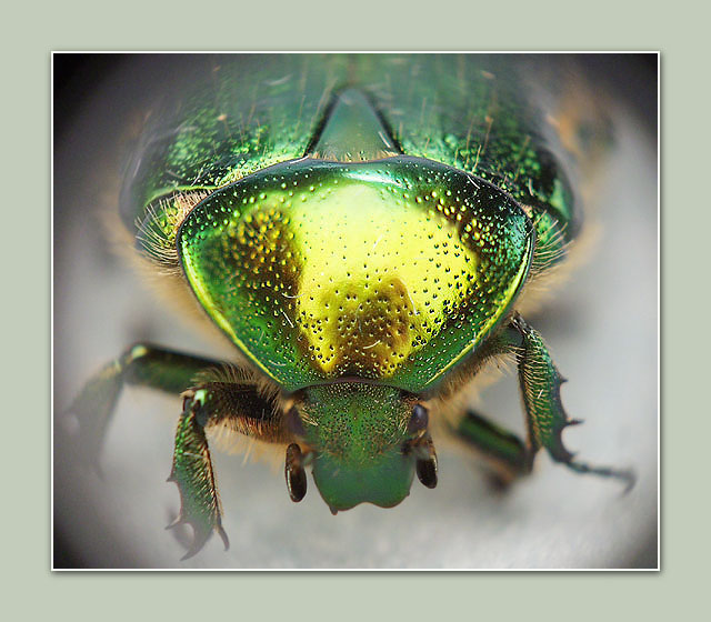 photo "Green bug. Portrait" tags: macro and close-up, nature, insect