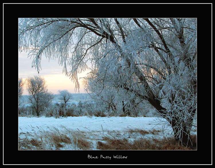 photo "Blue Pussy Willow" tags: landscape, sunset, winter