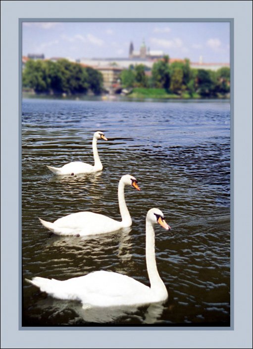 photo "Dance" tags: nature, landscape, wild animals