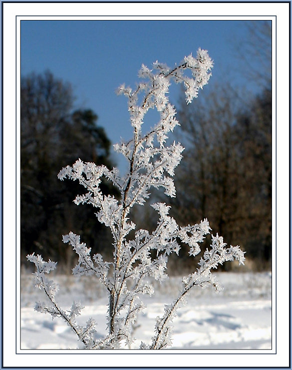 фото "Кристальное чудо" метки: макро и крупный план, пейзаж, зима