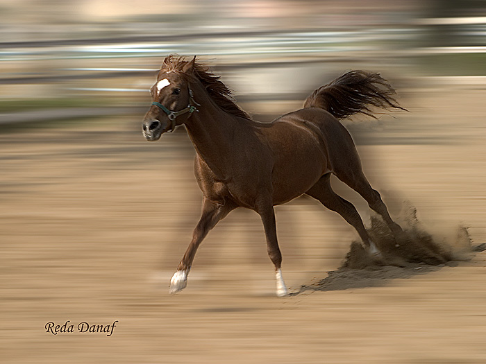 photo "Galloping # 2" tags: nature, wild animals