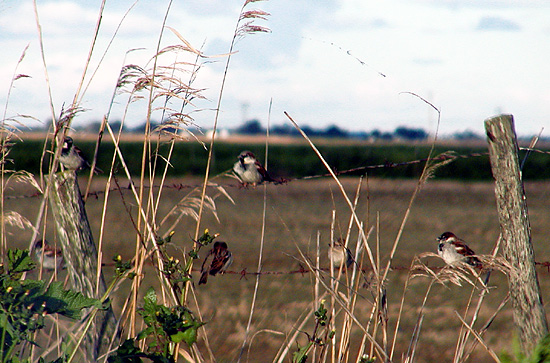 photo "Undercover" tags: nature, landscape, wild animals