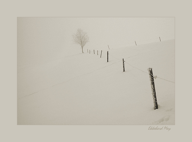 photo "tree and fence" tags: landscape, winter