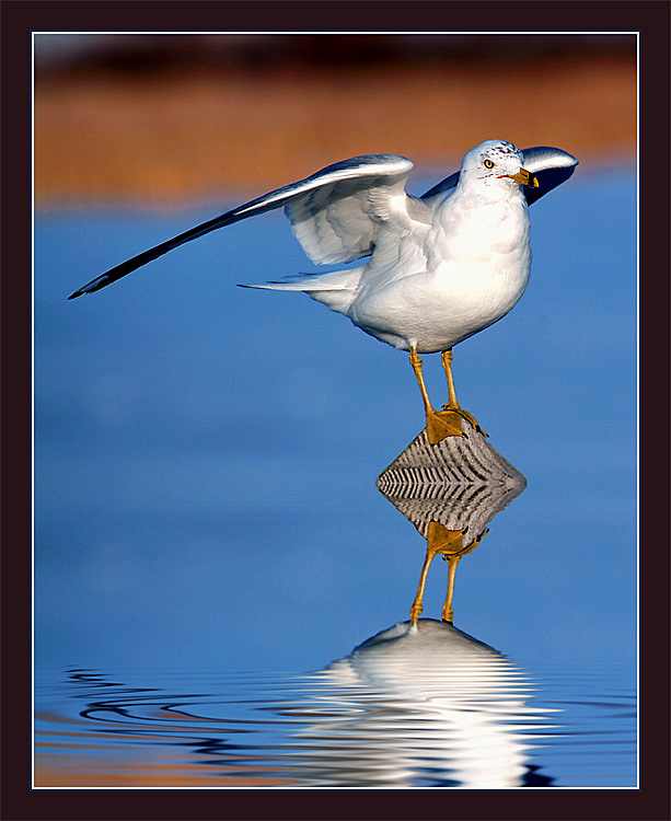 photo "Ready for lift-off" tags: nature, wild animals