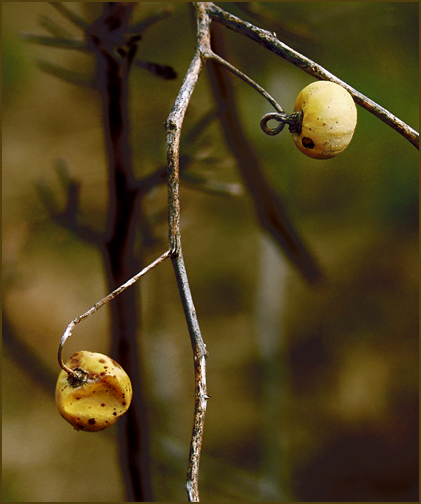 photo "Still Hanging On" tags: nature, macro and close-up, flowers