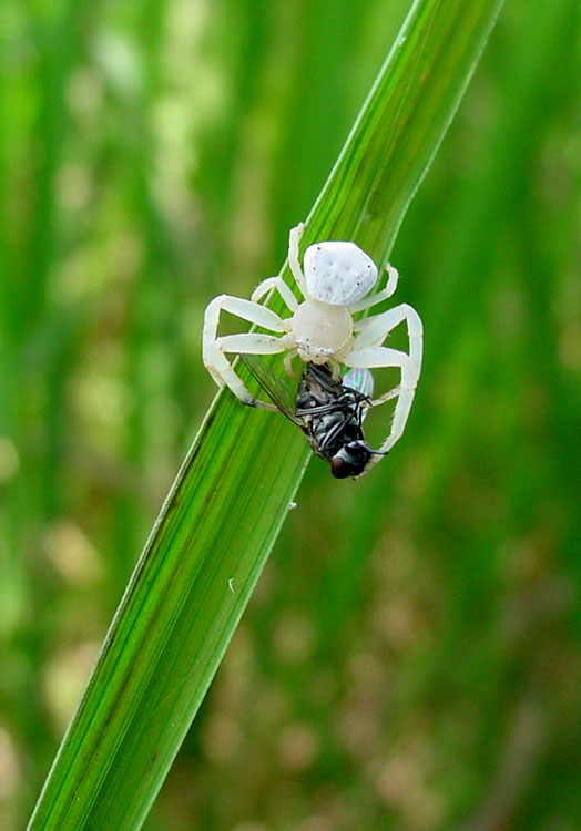 photo "Oishiiii" tags: nature, insect