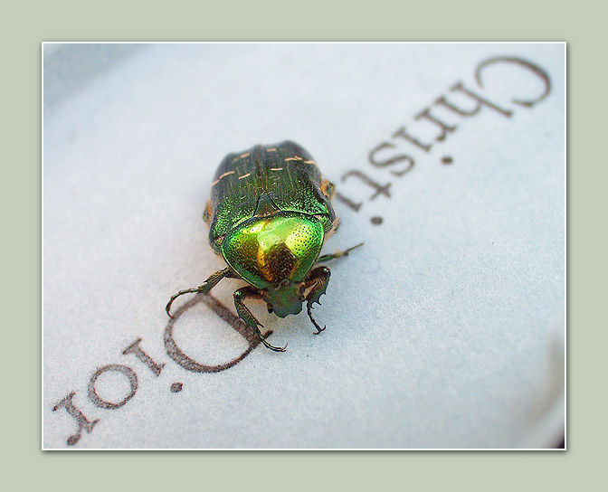 photo "Green bug. haute couture" tags: macro and close-up, nature, insect