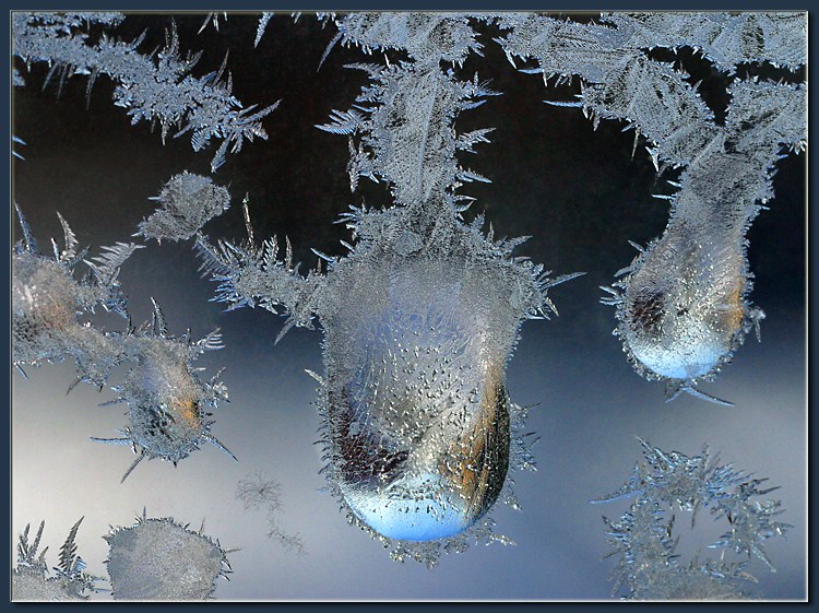 photo "Window Dwellers (6)" tags: misc., macro and close-up, 