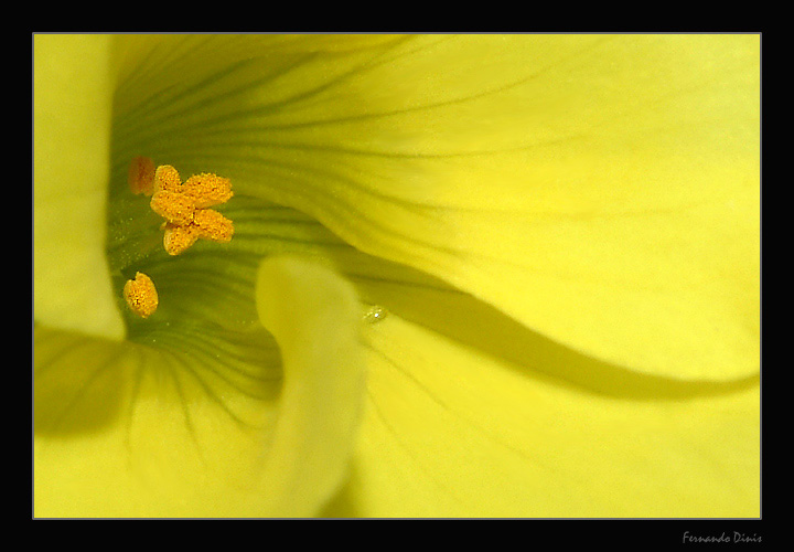 photo "Lines in the yellow" tags: nature, flowers