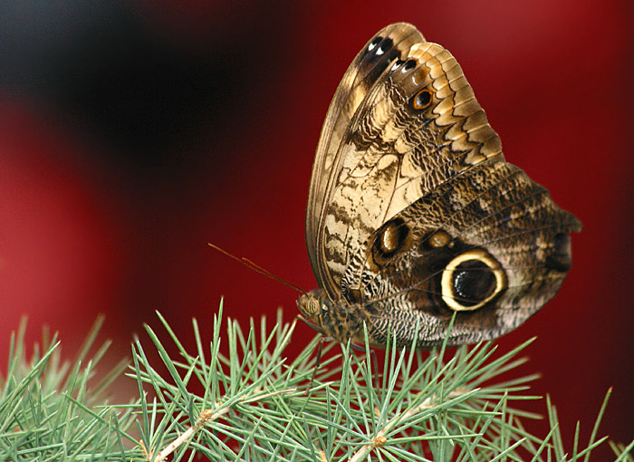 фото "Owl Butterfly" метки: макро и крупный план, 