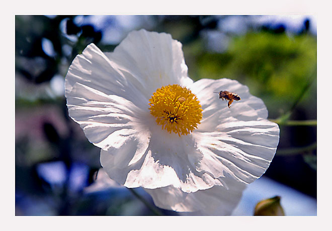 фото "The bee and the poppy" метки: природа, 