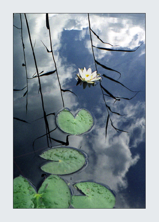 photo "***" tags: landscape, nature, flowers, water