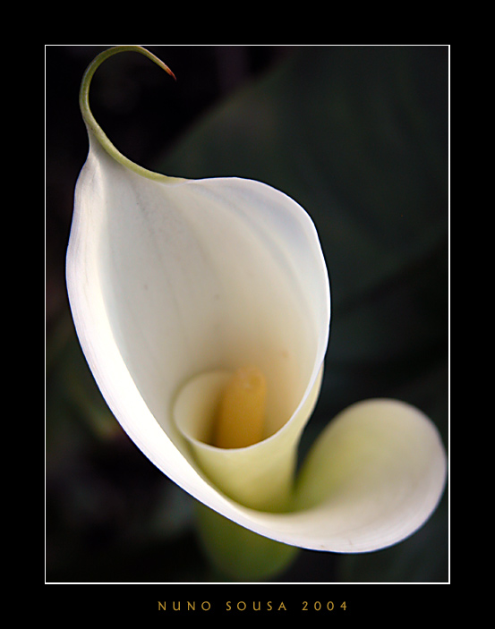 photo "Jar" tags: macro and close-up, 