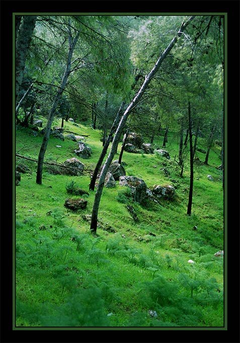 photo "Wood" tags: landscape, forest, spring