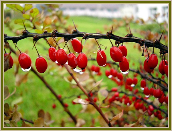 photo "after rain" tags: macro and close-up, 