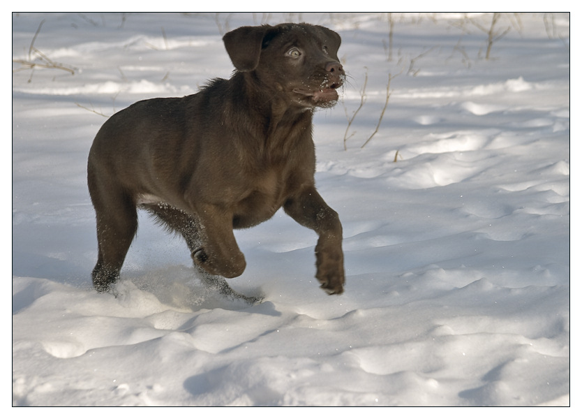 photo "The first walk" tags: nature, misc., pets/farm animals