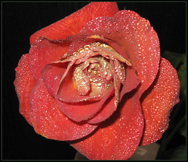 photo "drops" tags: nature, macro and close-up, flowers