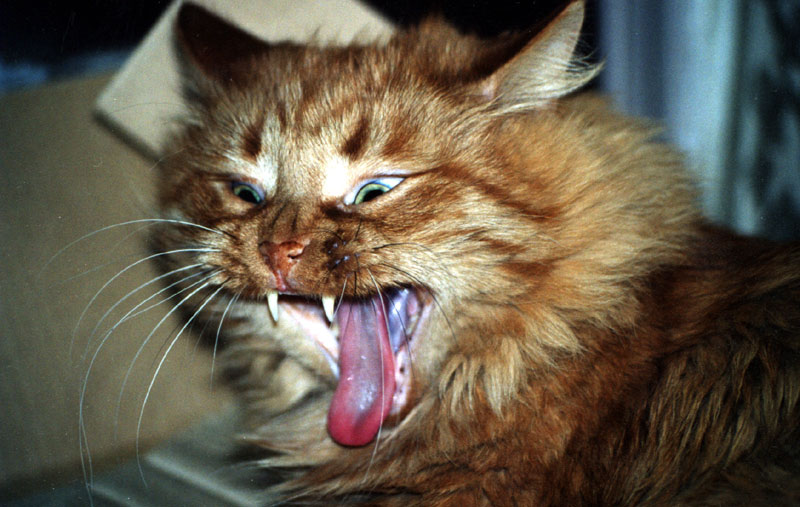 photo "cat" tags: nature, pets/farm animals