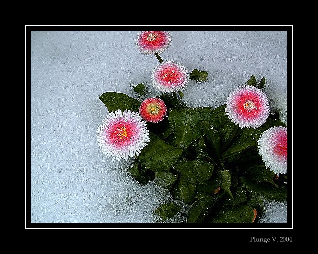 photo "... fight wiht snow" tags: nature, nude, 