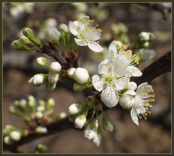 photo "A Promise of Plums" tags: macro and close-up, nature, flowers