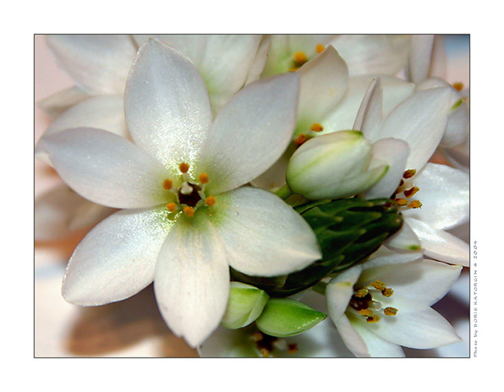 photo "To lovely ladies" tags: macro and close-up, nature, flowers