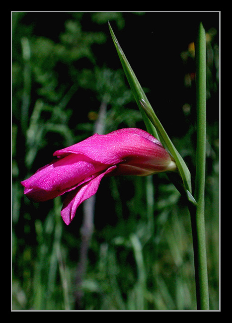 photo "spring notice" tags: macro and close-up, nature, flowers