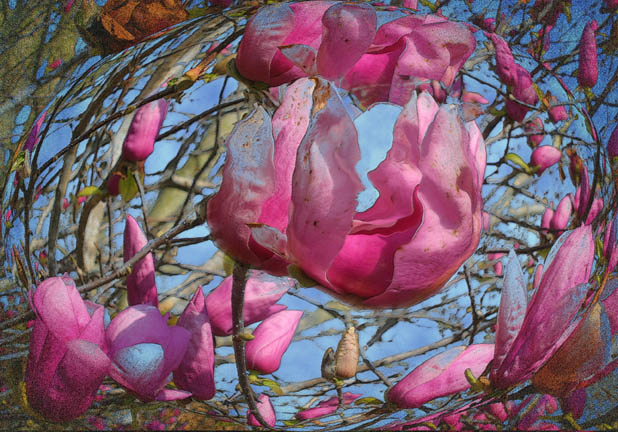 фото "Japanese Magnolias" метки: фотомонтаж, природа, цветы