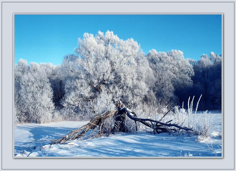 photo "Frost" tags: misc., 