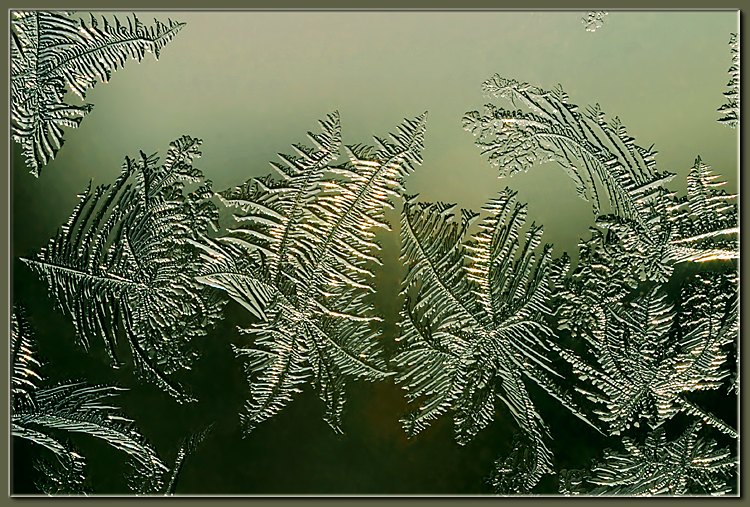photo "Winter Flora" tags: misc., macro and close-up, 