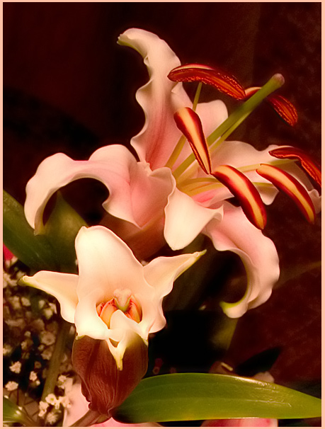 photo "***" tags: macro and close-up, nature, flowers