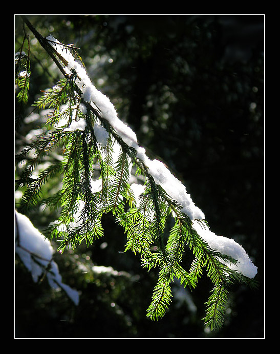 photo "Spring beam" tags: nature, 