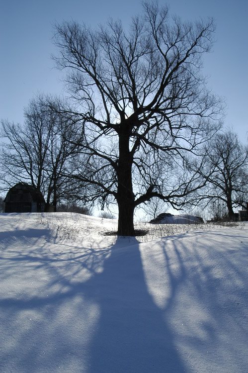 photo "Big tree- big shadow" tags: travel, landscape, winter