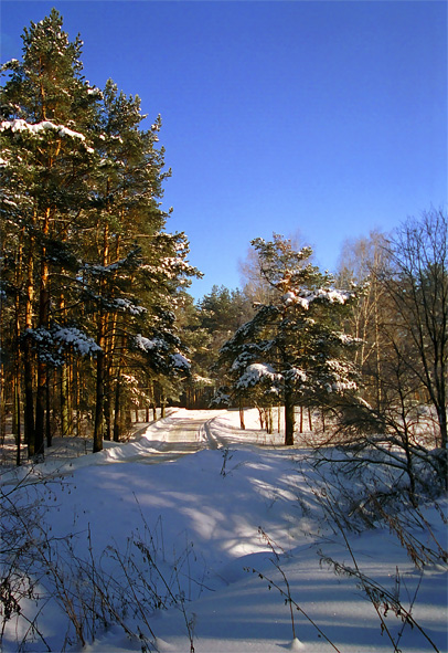 photo "Wood road" tags: nature, landscape, forest