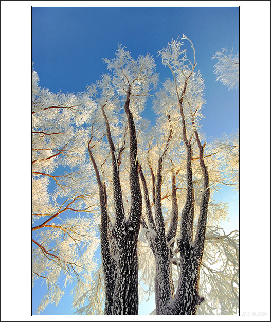 photo "Corals" tags: landscape, forest, winter