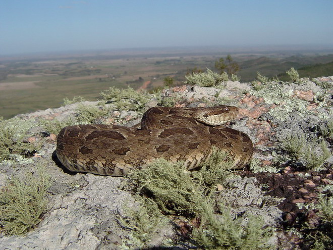 фото "Bothrops newiedi" метки: природа, путешествия, Южная Америка, дикие животные