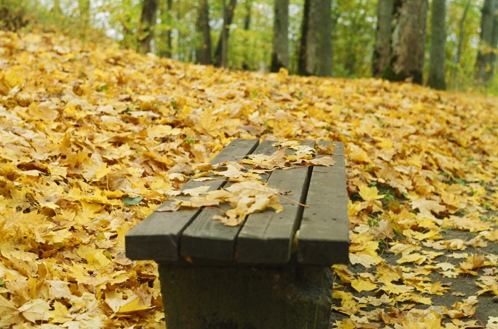 photo "Sigulda_bench" tags: landscape, nature, autumn, flowers