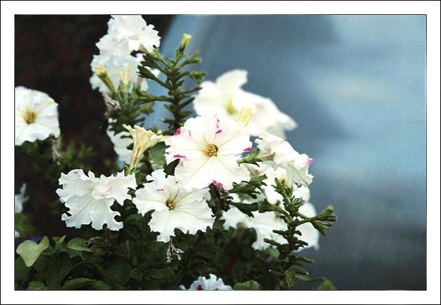 photo "Summer petunia" tags: nature, flowers