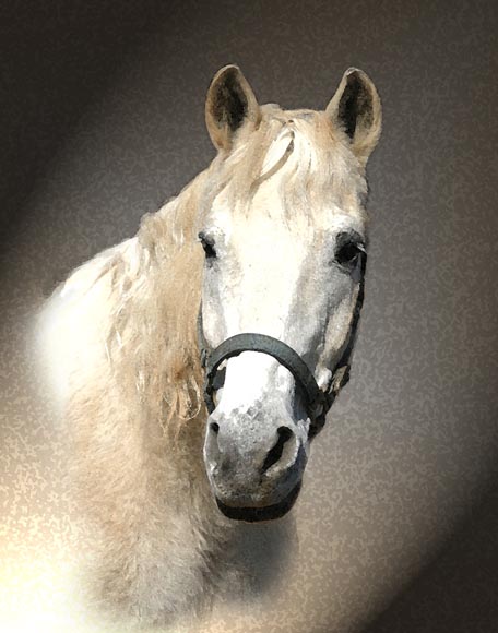 фото "The White Horse" метки: природа, портрет, домашние животные