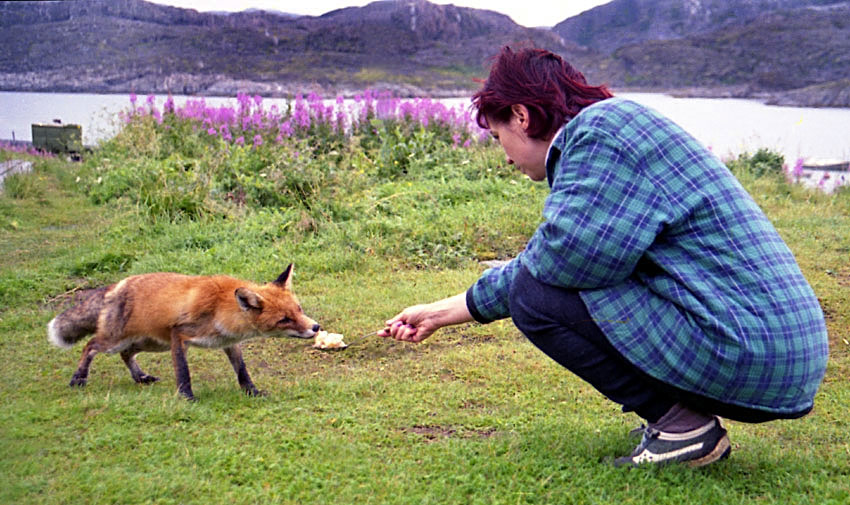 photo "The visitor" tags: nature, wild animals