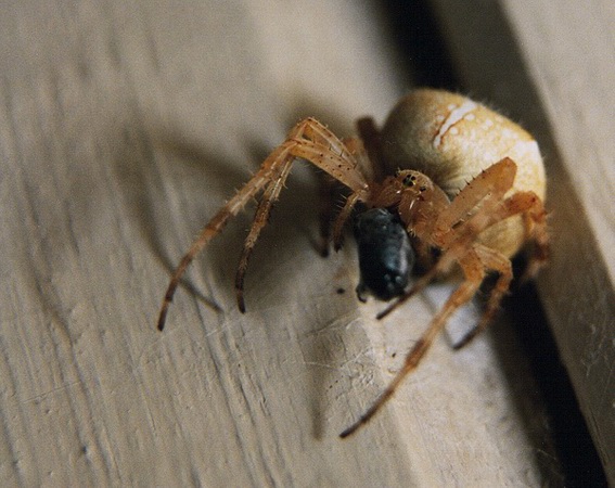 photo "Nothing personal" tags: macro and close-up, nature, insect