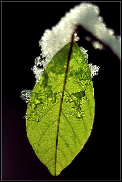 photo "leaf" tags: nature, 