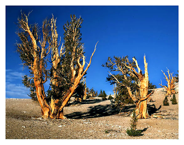 фото "Ancient forest" метки: природа, цветы